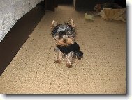 Jorkšírský terier, Yorkshire Terrier,