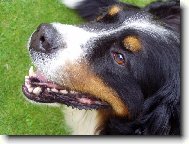 Bernese mountain dog (Dog standard)