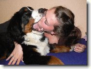 Bernese mountain dog (Dog standard)