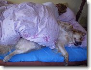 Golden retriever (Dog standard)
