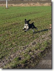 English springer spaniel \(Dog standard\)