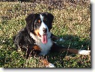 Bernese mountain dog (Dog standard)