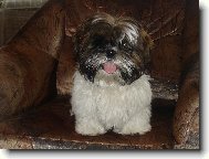 Shih tzu (Dog standard)