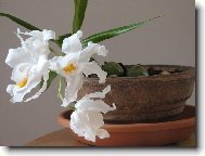 Coelogyne