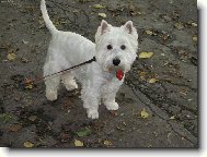 West highland white terrier (Dog standard)