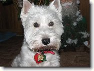 West Highland White Terrier