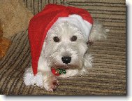 West Highland White Terrier