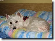West Highland White Terrier