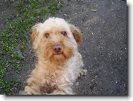 Poodle, caniche (Dog standard)