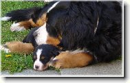 Bernese mountain dog (Dog standard)