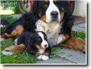 Bernese mountain dog (Dog standard)