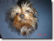 Jorkšírský terier, Yorkshire Terrier,