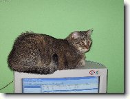 Domestic cat