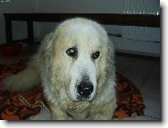 Pyrenean mountain dog