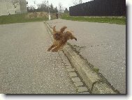 King charles spaniel \(Dog standard\)