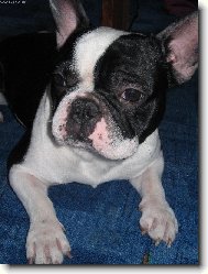 French bulldog (Dog standard)
