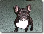 French bulldog (Dog standard)