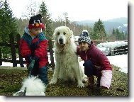 Pyrenean mountain dog