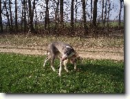 Great dane (Dog standard)