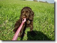 Deutscher Wachtelhund, German Spaniel
