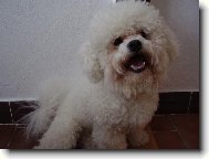 Bichon á poil frisé, Bichon Frise