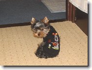 Jorkšírský terier, Yorkshire Terrier,
