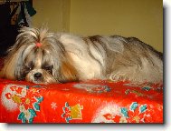 icu, Shih-Tzu