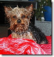 Jorkšírský terier, Yorkshire Terrier,
