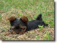 Jorkšírský terier, Yorkshire Terrier,