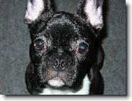Bouledogue francais, French Bulldog