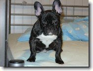 Bouledogue francais, French Bulldog