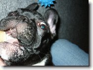 Bouledogue francais, French Bulldog