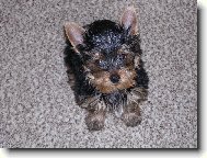 Jorkšírský terier, Yorkshire Terrier,