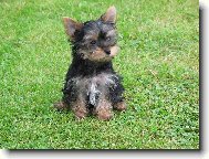 Jorkšírský terier, Yorkshire Terrier,