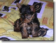 Jorkšírský terier, Yorkshire Terrier,