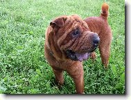 Shar-Pei