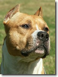 American Staffordshire Terrier