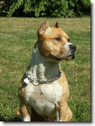 American Staffordshire Terrier