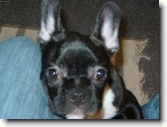 Bouledogue francais, French Bulldog