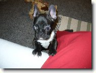 Bouledogue francais, French Bulldog