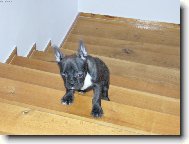 Bouledogue francais, French Bulldog