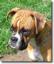 Deutscher Boxer