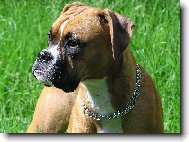 Deutscher Boxer