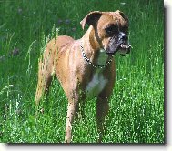 Deutscher Boxer