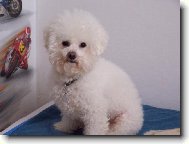 Bichon á poil frisé, Bichon Frise