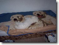 Bichon á poil frisé, Bichon Frise