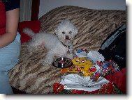 Bichon á poil frisé, Bichon Frise