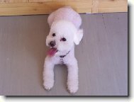 Bichon á poil frisé, Bichon Frise