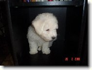 Bichon á poil frisé, Bichon Frise
