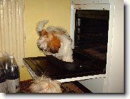 icu, Shih-Tzu